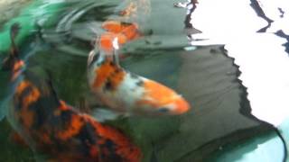 DSCF6964