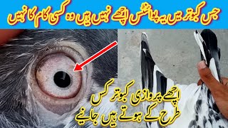 Acchay Parwazi Kabootar Ki Pehchan Pigeon Amazing Tips Pigeon Day1