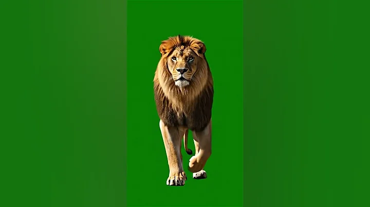 Real lion Walking like a king Green Screen Effect #animals #lion #greenscreen #chromakey #vfx #king