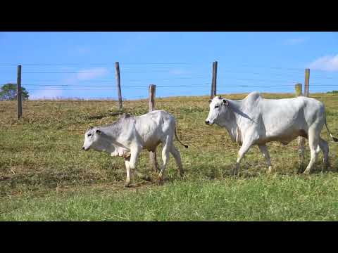LOTE 06 NIVI 1784
