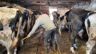 50 Baş Hayvan Bakimi Günlük İşler 22