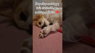 Deep Sleep &amp; Happy Tails: Soothing Music for Your Best Friend 🐾