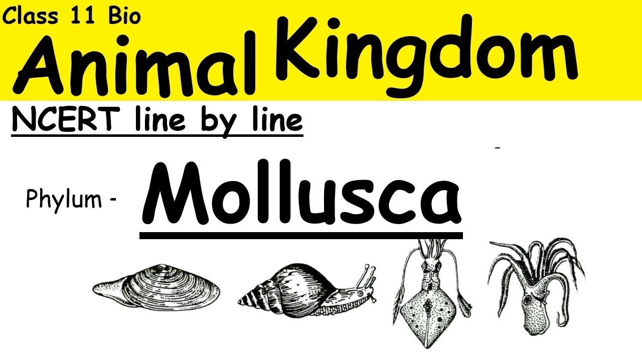 Phylum Mollusca || AnimalKingdom NCERT line by line - YouTube