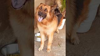 Angry dog barking video #angry #angrydog #dogsound #germanshepherd #dogvideos #puppy #trending