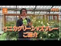 #581 ベニカグリーンVスプレーのご紹介