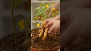 🥜 How to Grow Peanuts at Home (Easy Step-by-Step Guide!) 🌱