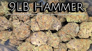 THCA Small Buds | 9LB Hammer Review | Exotic Indoor | THCA Nation