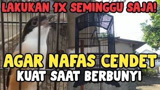 Cara Membuat Cendet Memiliki NAFAS/STAMINA Yang Kuat Saat Berbunyi