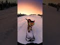 “Alone in the snow…”. #oddlysatisfying #relaxing #asmrvibes #nature #silentnight