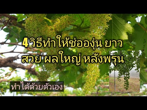 วีดีโอ: องุ่นผสมเกสร: คุณต้องการผลองุ่นสองผลไหม