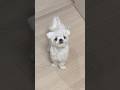 곧 말도 할 것 같음 #maltese #강아지 #https #애견영상 #pets #cute #댕댕이쇼츠 #puppy
