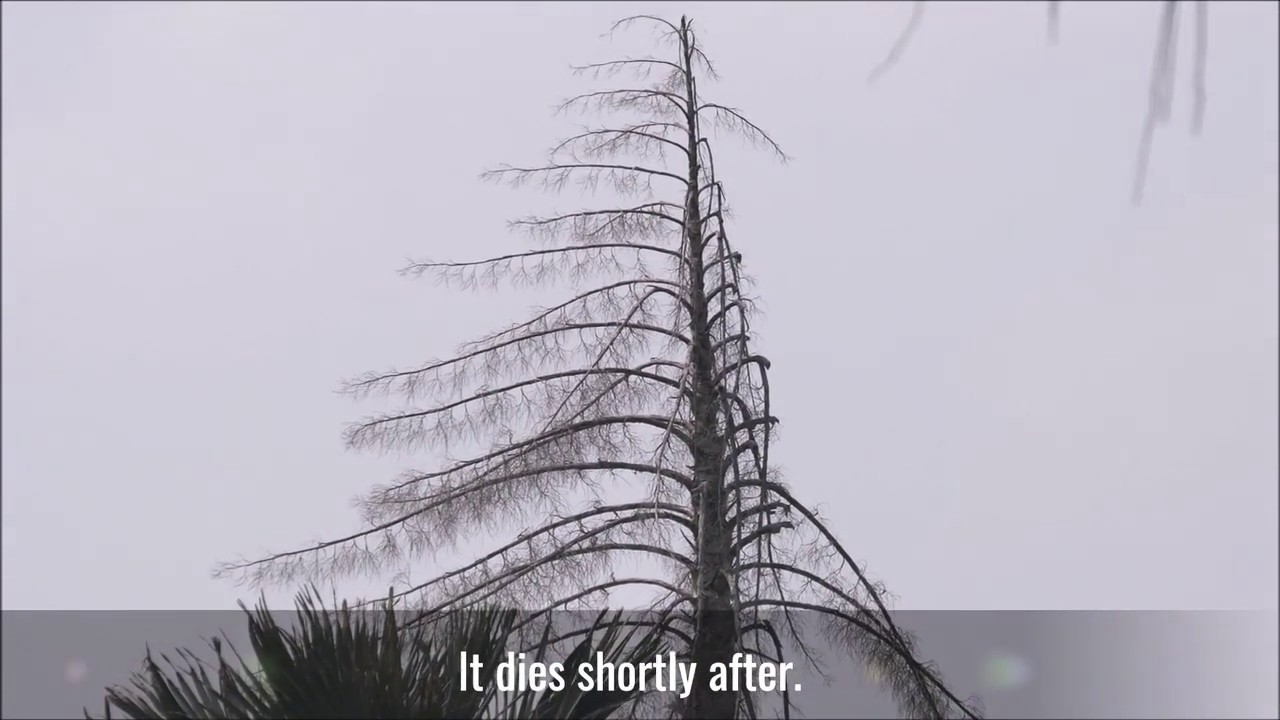 Rayappa Kasi  Talipot Palm Trees1, Vandavasi Arni Road, India, Oct 22, 2018