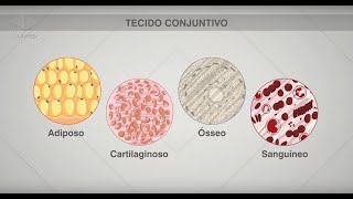 Guia De Profissoes Dicas Do Guia Tecido Conjuntivo Youtube Guia De Profissoes Dicas Do Guia Tecido Conjuntivo Youtube