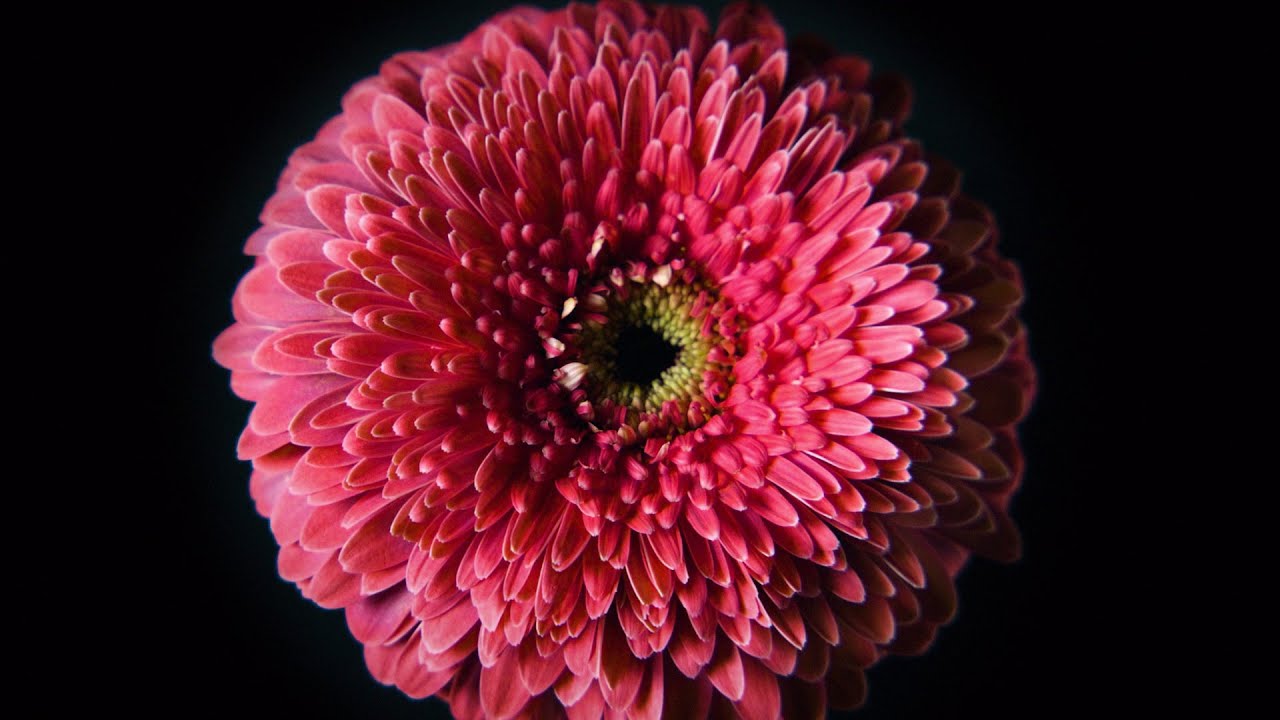 Holstein Flowers 50 Years Brand Movie