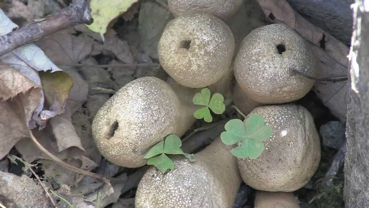 触るな危険 爆弾キノコ Bomb Mushroom Lycoperdon Perlatum Pers Youtube