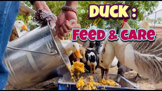 Duck Feed & Care Day 91| Local Duck Farm | Organic Duck Farm | Village Farm | Andhra Pradesh by Indian Agri Farm 420 views 1 year ago 9 minutes, 9 seconds