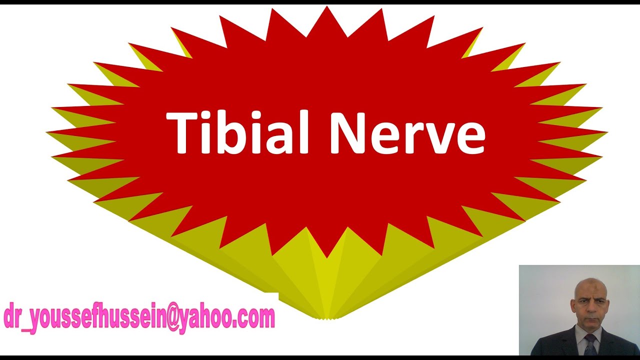 17. Tibial nerve | Posterior tibial nerve| Talipes calcaneovalgus| Nerve supply sole foot