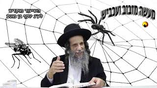 הרב עופר ארז - מעשה מזבוב ועכביש ב' תרמית היצר הרע