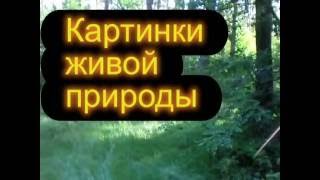 Картинки живой природы(Картинки и звуки живой природы в июньском лесу под неизвестную музыку., 2014-06-20T13:31:16.000Z)