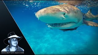 Lemon Sharks Feeding 01 Footage