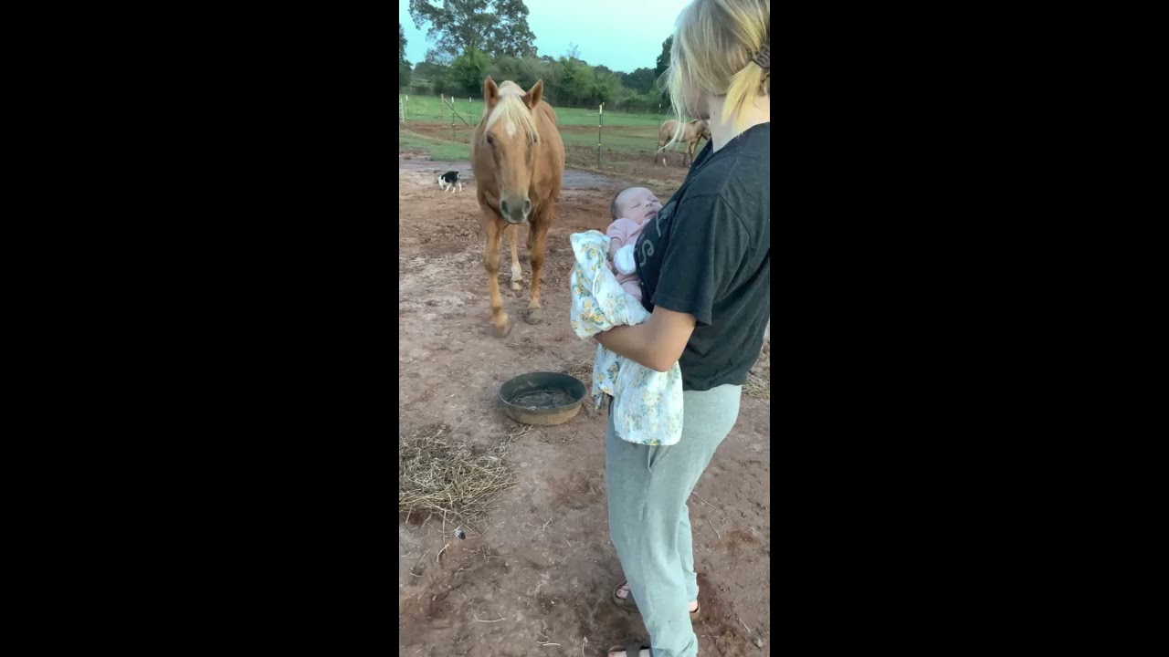 Gentle Horse Meets New Baby For The First Time ViralHog