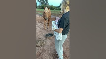 Gentle Horse Meets New Baby for the First Time || ViralHog