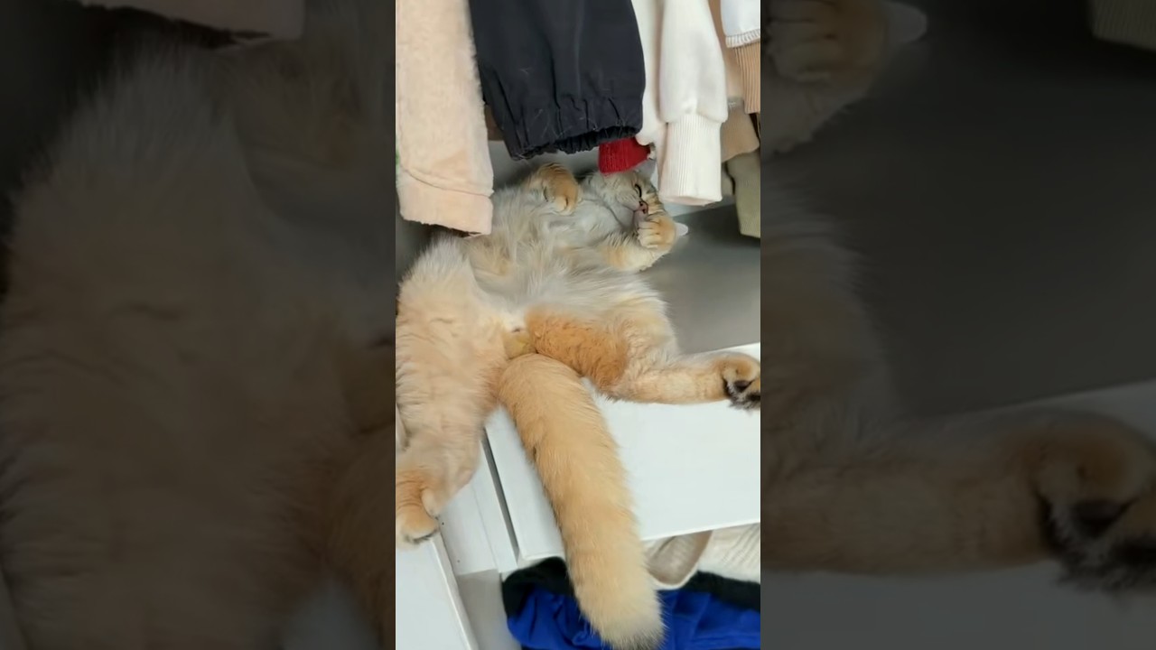 Orange Cat Lies Belly Up on Wardrobe Shelf With Legs Dangling