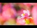 みんな夢の中/ぶん・いとう(o: 高田恭子)