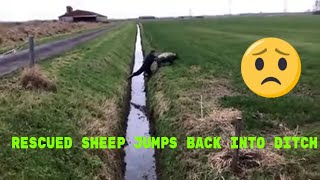 Rescued sheep jumps back into ditch 😁😁 #shorts