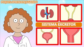 El sistema excretor para niños  Aparato urinario  Video educativo de Peques Aprenden Jugando