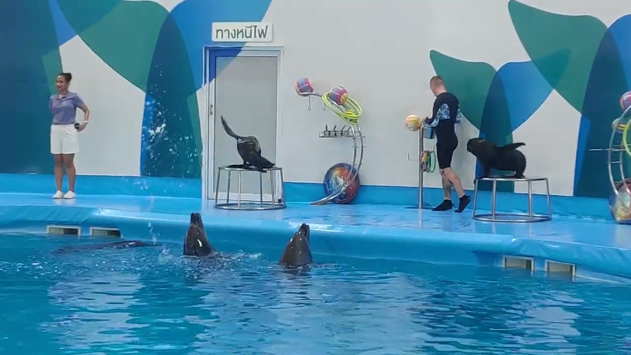 Dolphin show @ pattaya thailand