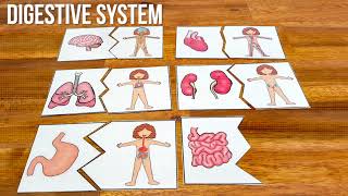 Printable Human Body Puzzles
