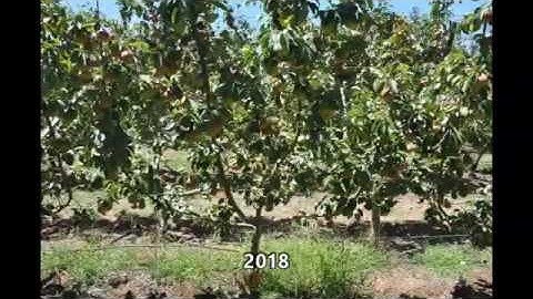 AC.  ANP-0131 Four Leader Open Tatura QC.BH Rootstocks