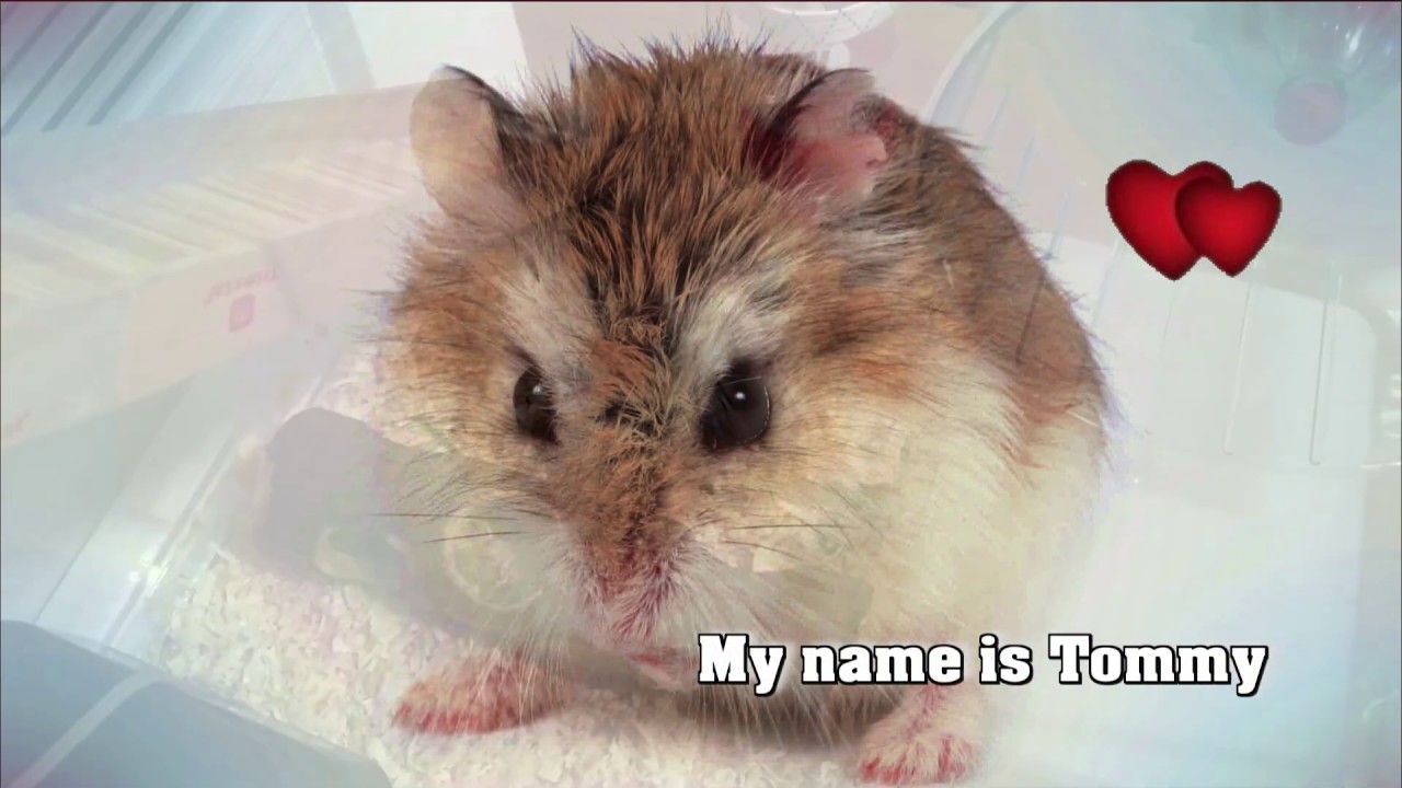 Cute dwarf hamster (FULL HD)