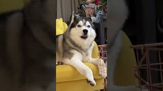 Teach my boy to sing~ #funnyvideo #funnyshorts #funnydogs #hasky #cutedog