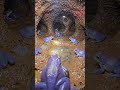 Real POV Inside Indian Purple Frog BurrowIUnderground Eggs &amp; Tadpoles Discovery