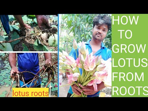 How to plant lotus at home with root collection