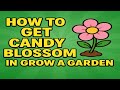 How to get CANDY BLOSSOM in Grow a Garden (Latest Method) Grow a Garden Codes for FREE Candy Blossom