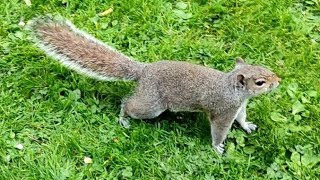 Дублинские белки охотятся за едой в парке | Squirrеls hunting for food in St Stephen Park in Dublin