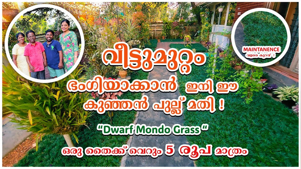 വീട്ടുമുറ്റം ഭംഗിയാക്കാൻ ഇനി ഈ കുഞ്ഞൻ പുല്ല് മതി | Dwarf Mondo Grass Kerala 