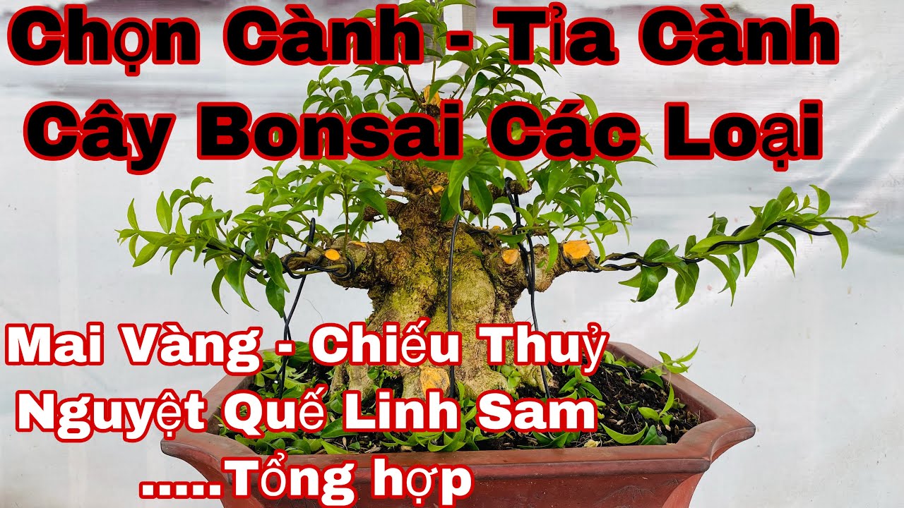 cách bước sửa cây bonsai cơ bản nhất - cách tỉa cành -... - youtube