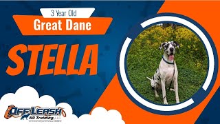 Aggressive/Reactive Transformation | 2WK Agg B&T | 3yr Female | Great Dane | Stella