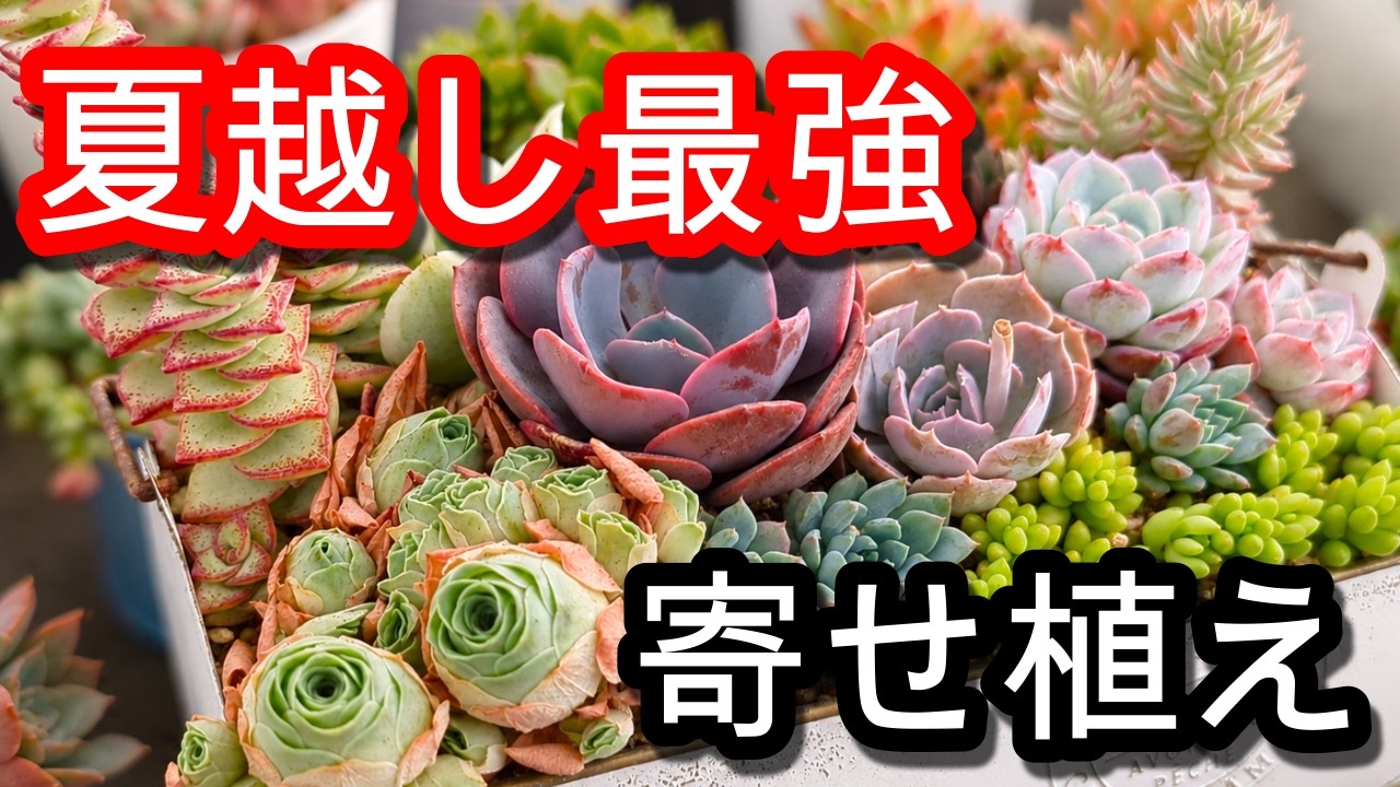 Succulent Arrangements That Won't Die in Summer! How to Survive