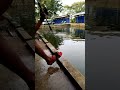 Umpan kijing galatama lele/mancing pertama kali dapat induk 1