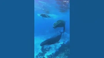 صوت الحوت ونقاءه تحت الماء سبحان الله 