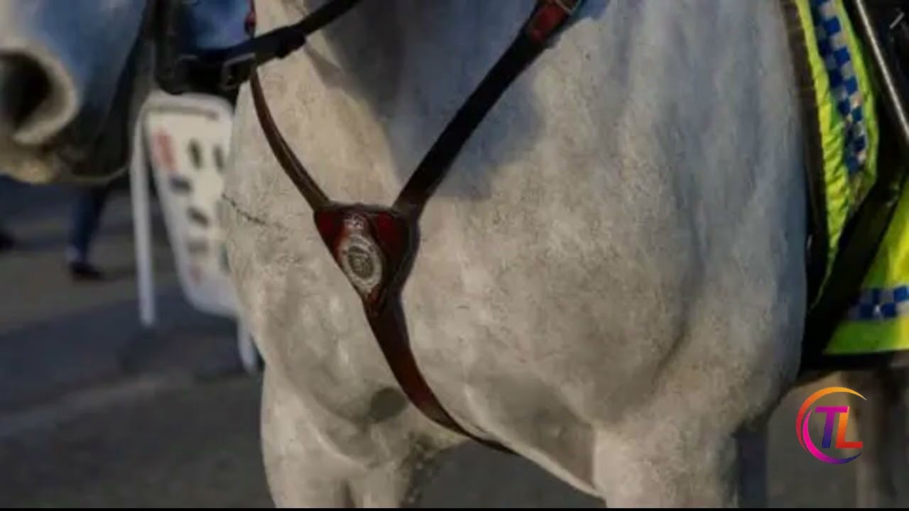 Apprentice contestant accused of racist posts