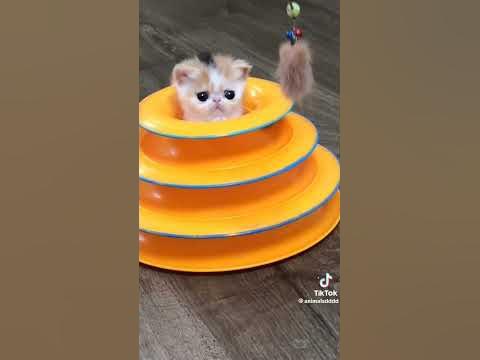 милашки котики - YouTube