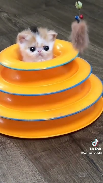 милашки котики - YouTube