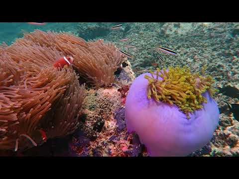 Maldives Scuba Diving
