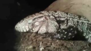 Sleepy Tegu!